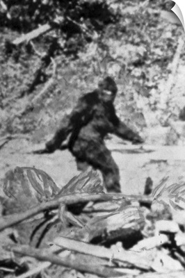 Alleged Photo Of Bigfoot