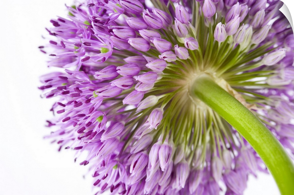 Landscape, close up photograph from the underside of a blooming allium flower, on a solid white background.