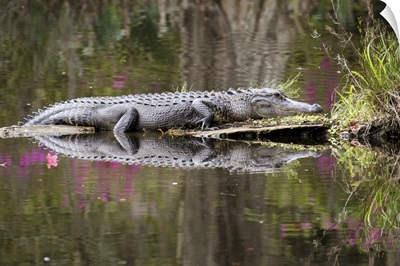 American alligator sunbathing, reflected in the calm swamp water.