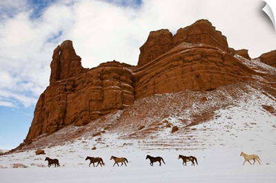 American Quarter Horses In Big Horn Mountains Of Wyoming