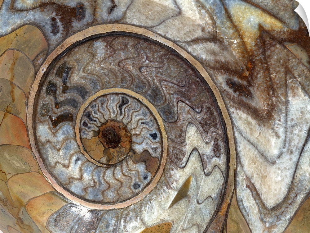 Large artwork showing a close up view of a swirl that can be found on a shelled type fossil.