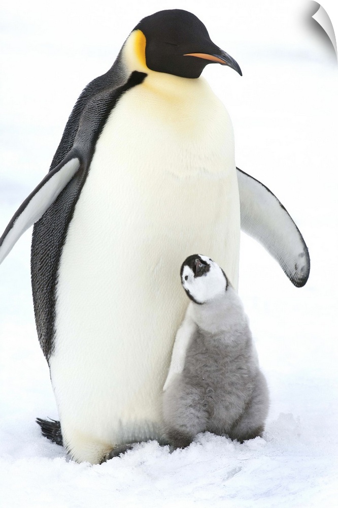 An adult Emperor penguin with a small chick nuzzling up, and looking upwards.