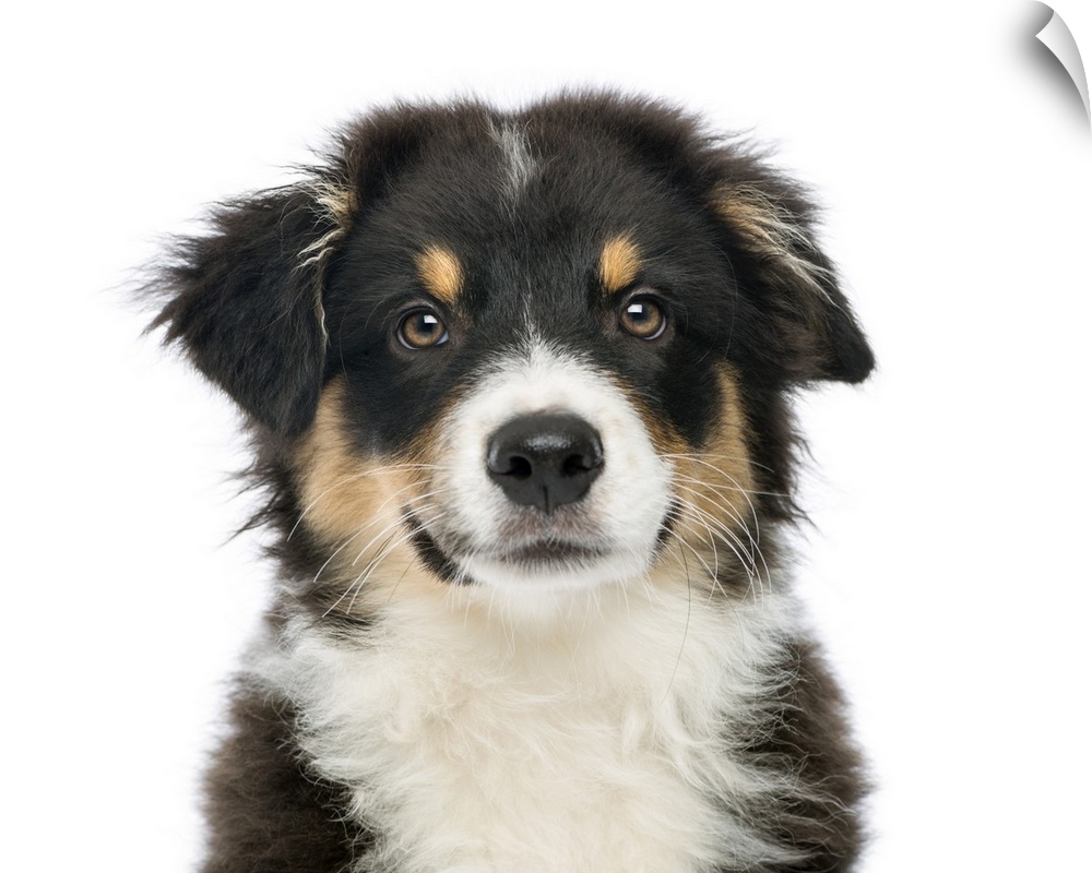 Close-up of an Australian Shepherd (3 months old) looking at the camera