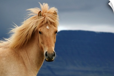 An icelandic Horse waiting for the rain to come watching the dark skies.