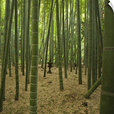 Ancient bamboo grove with  stone lantern, Kamakura, Kanagawa, Japan.