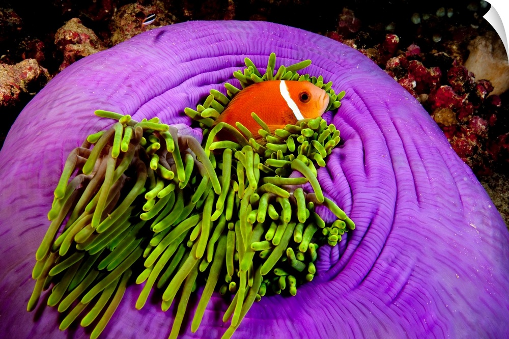 Maldives anemonefish (Amphiprion nigripes) snuggles in the protective tentacles of a magnificent anemone