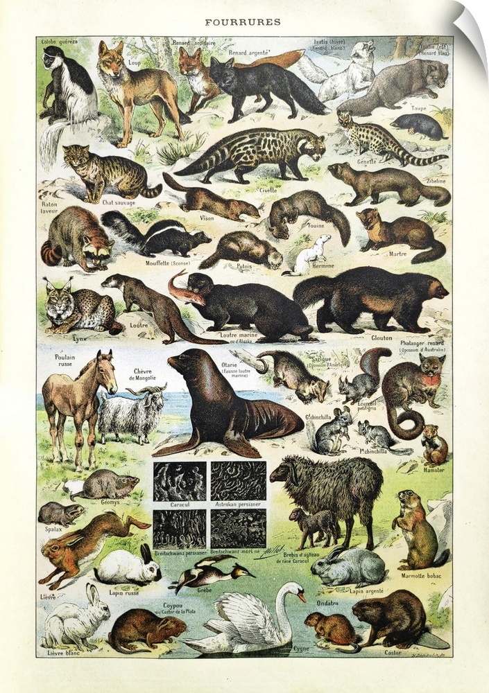 Old illustration about animal furs by H. Demoulin printed in the french dictionary "Dictionnaire Complet et Illustrate" by...