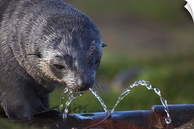 Antarctic Fur Seal Drinking From Leaking Water Pipe