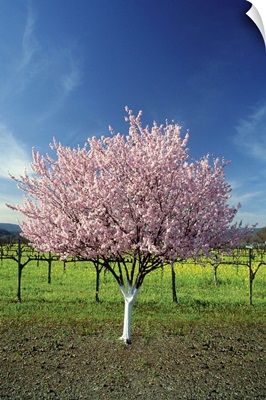 Apple tree in a field, Napa Valley, California, USA