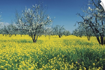 Apple trees in a Mustard field, Napa Valley, California, USA