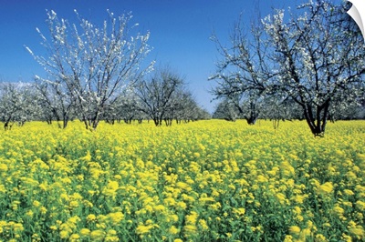 Apple trees in a mustard field, Napa Valley, California, USA