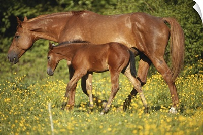 Arabian horse with foal in field, side view