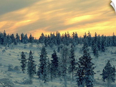 Arctic at twilight, providing golden backdrop to frozen landscape, Finland.