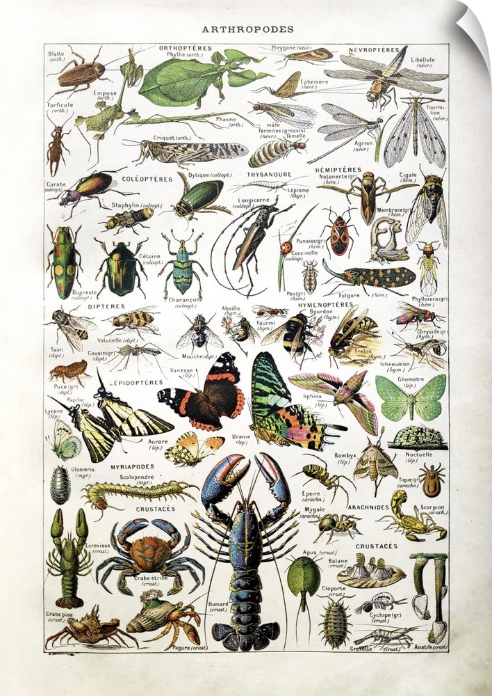 Old illustration about arthropods by Desmoulin printed in the french dictionary "Dictionnaire Complet et Illustrate" by th...