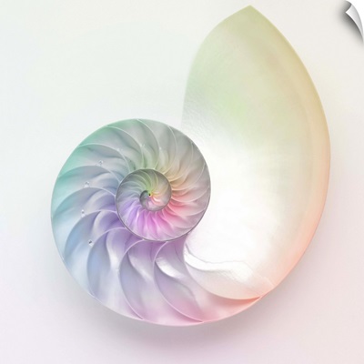Artistic colored nautilus image