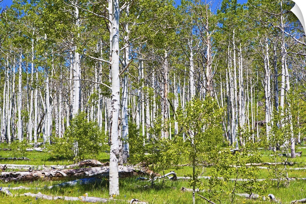 Aspen grove (Populus tremuloides) near Zion National park, upper Kolob Plateau, The Kolob Reservoir Road, on rout to Cedar...
