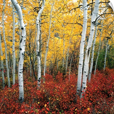 Aspen In Autumn At Uinta National Forest