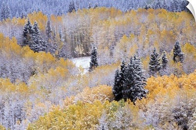 Aspens And Firs Blanketed With Snow