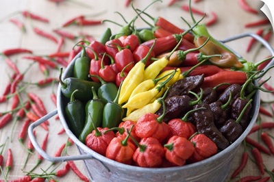 Assorted Multicolored Chili Pepper in Bucket