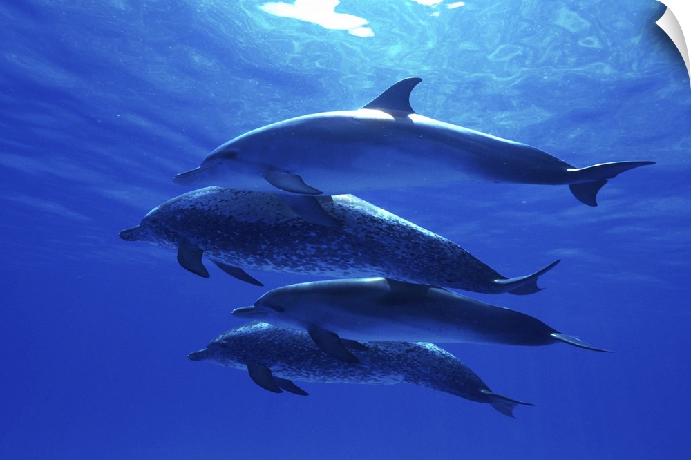 Atlantic spotted dolphins