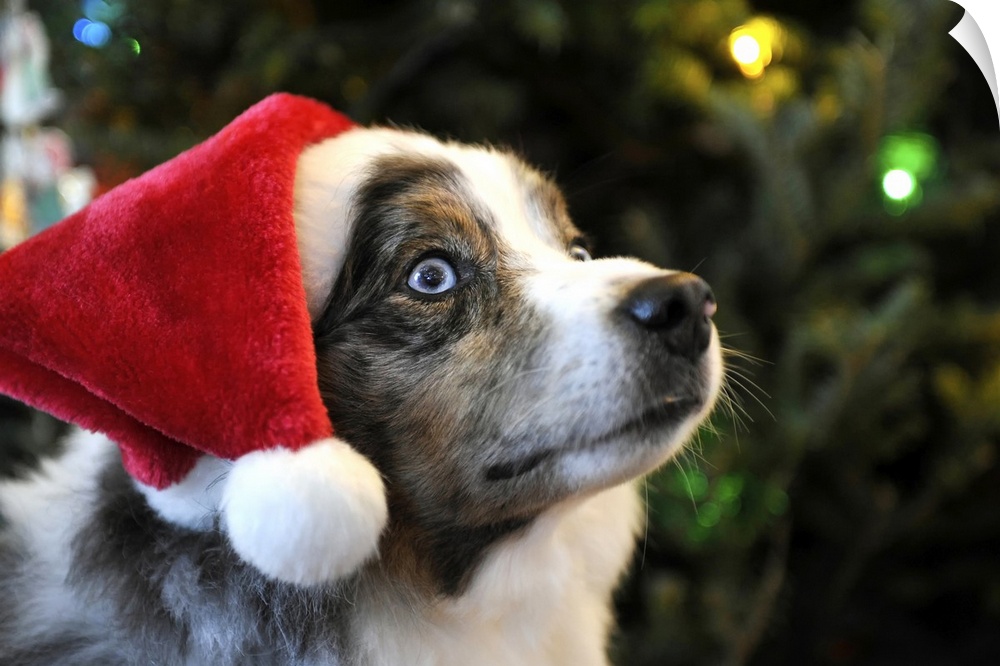 Australian Shepherd dog Aussie in Santa Hat for Christmas