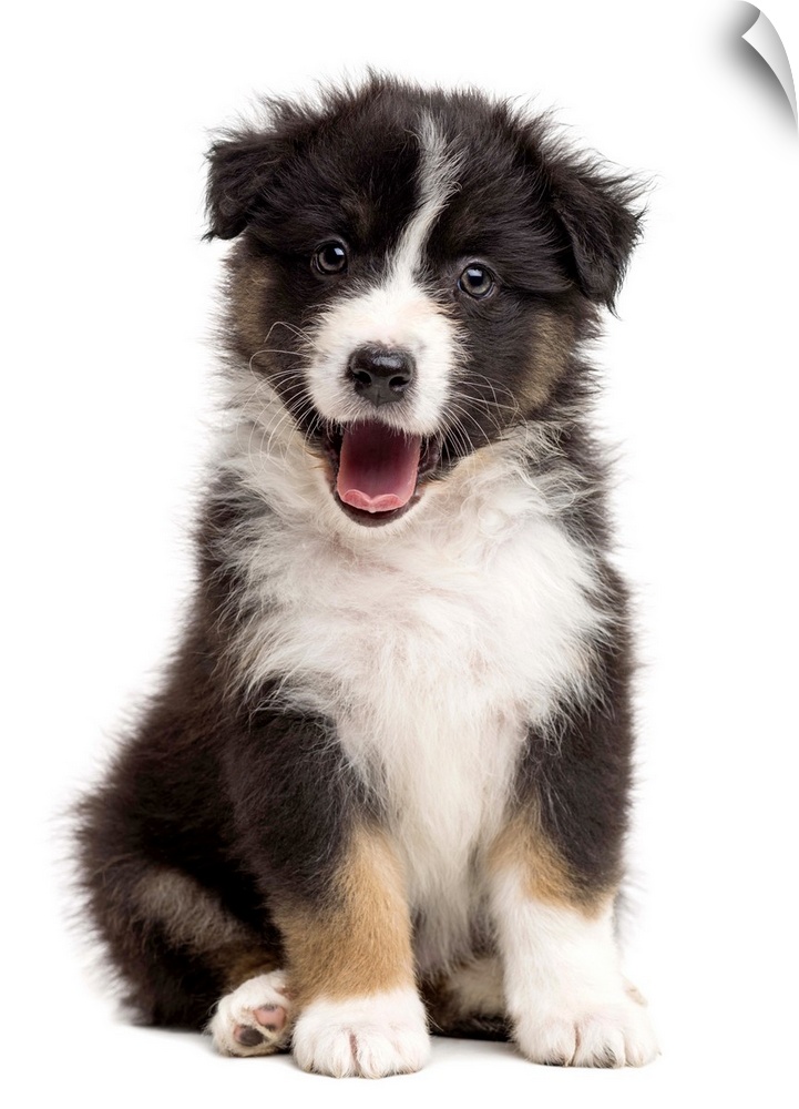 Happy Australian Shepherd puppy sitting and looking at the camera