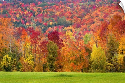 Autumn Foliage In Vermont
