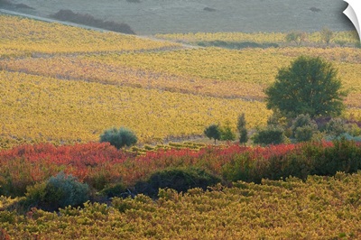 Autumn landscape, Provence, France