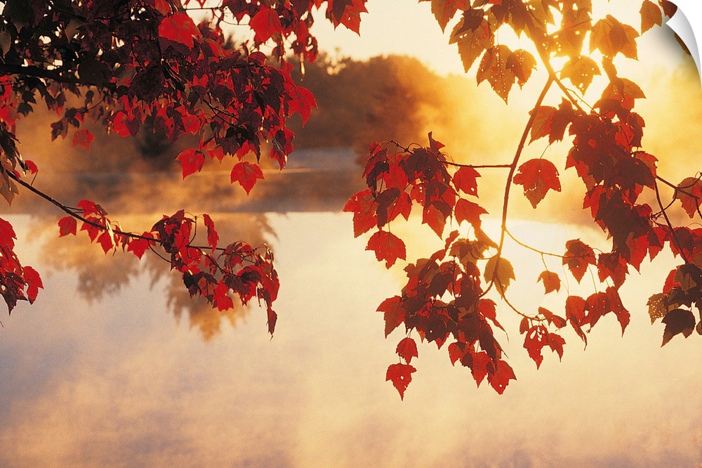 Landscape wall art of autumn leaves hanging off a tree while mist rises off a pond in the morning light.