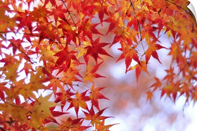 Autumn leaves of Japanese maple, Kyoto.
