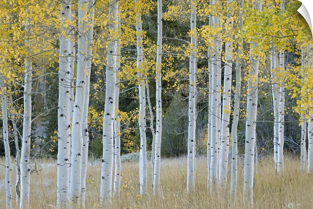 Huge photograph shows a scattered group of aspen trees sitting within an open field of grass.  Towards the background of t...