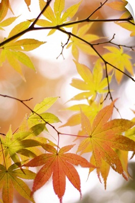Autumn leaves with blurred background.