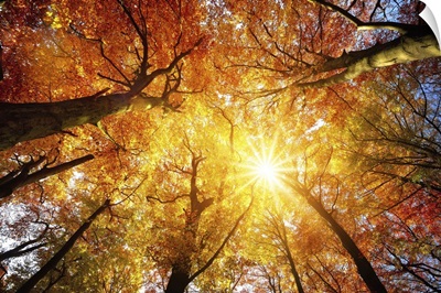 Autumn Sun Shining Through Tree Canopy
