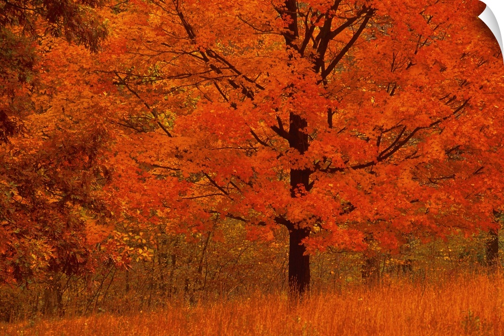 Autumn tree with red foliage