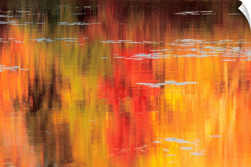 Huge photograph captures the reflection of trees and their brightly colored leaves over the gentle ripples of a pond durin...