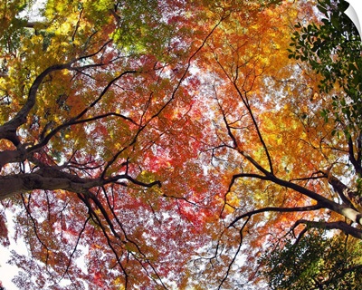 Autumn trees, Tonogayato Garden, Tokyo.