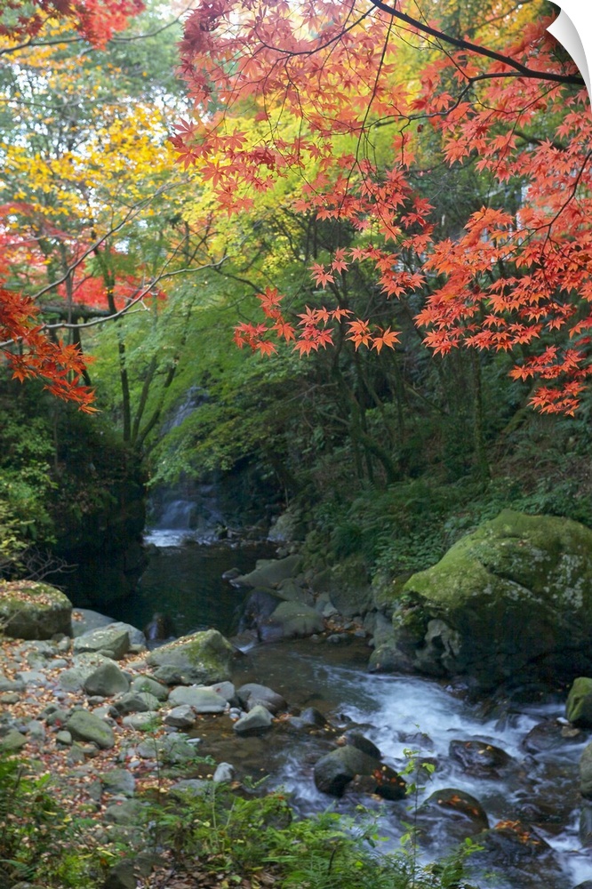 Photograph of a forest in the fall with a peaceful stream running through it.
