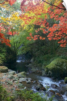 Autumnal Trees Over Mountain Stream