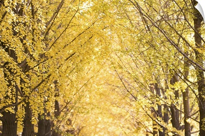 Avenue of yellow trees, Beijing, China