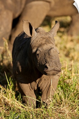 Baby Black Rhino, Sabi Sabi Reserve, South Africa