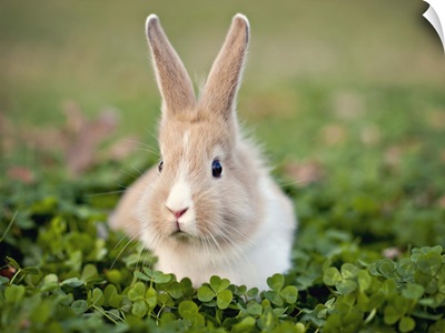 Baby bunny in clover field.