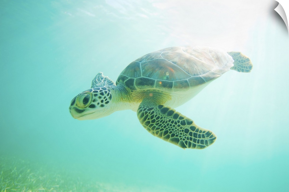 Landscape, large, close up photograph of a young, green sea turtle swimming through clear blue water in Akumal, Mexico.