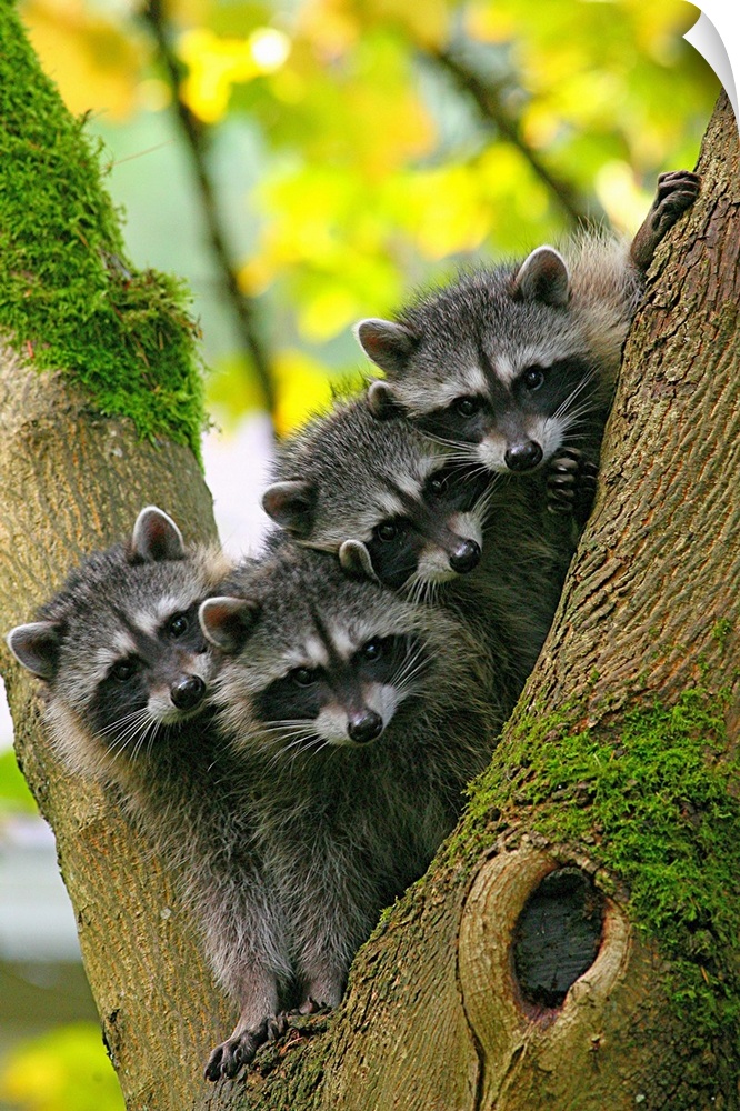 These are some adorable baby Raccoons all piled up in a tree.
