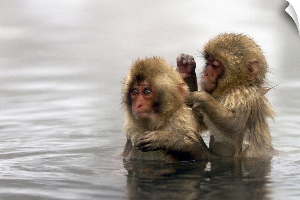 Baby snow monkeys in Jigokudani monkey park near onsen town of Yudanaka, Nagano prefecture, Japan.