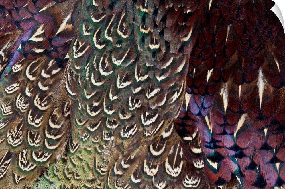 Back and wing colorful feather pattern of Ring-necked Pheasant photographed Sammamish, WA