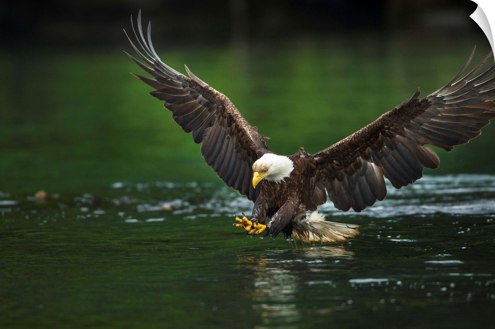Canada, British Columbia, Galiano Island, Bald Eagle (Haliaeetus leucocephalus) spreads wings while fishing in Active Pass