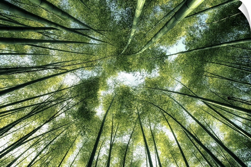 Arashiyama Bamboo Forest in Kyoto, Japan.