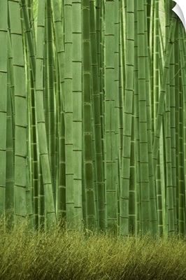 Bamboo forest, Sagano, Kyoto City, Japan, November 2006