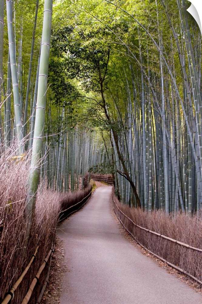 Bamboo grove in Arashiyama, Kyoto,Japan.