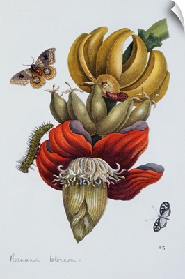 Banana Blossom Illustration From The Little Book Of Wonders Of The Tropics